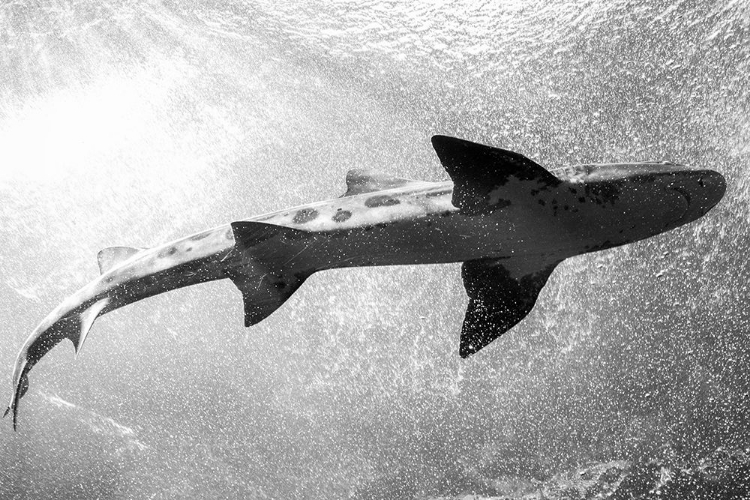 Picture of WHALE SHARK AT THE MONTEREY BAY AQUARIUM-CALIFORNIA