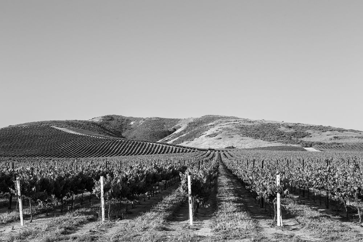 Picture of VINEYARD IN THE MIDWEST