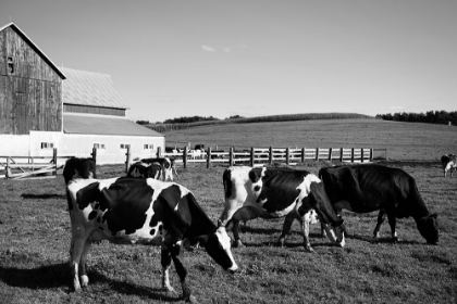 Picture of HOLSTEIN DAIRY COWS WESTBY-VERNON COUNTY-WISCONSIN