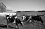 Picture of HOLSTEIN DAIRY COWS WESTBY-VERNON COUNTY-WISCONSIN
