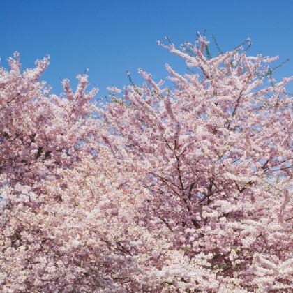 Picture of CHERRY BLOSSOMS WASHINGTON MONUMENT IN WASHINGTON D.C.