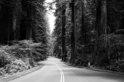 Picture of THE REDWOOD NATIONAL AND STATE PARKS