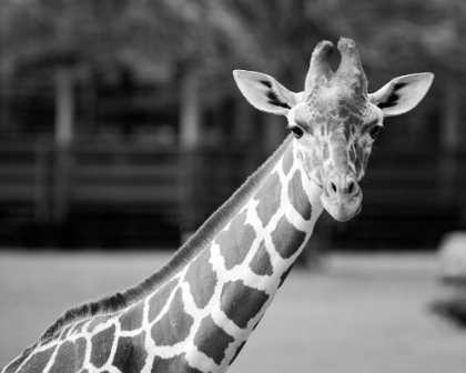 Picture of GIRAFFE AT THE MONTGOMERY ZOO IN OAK PARK