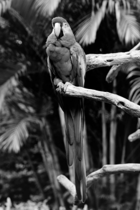 Picture of PARROT JUNGLE AND GARDENS-SOUTH OF MIAMI