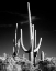 Picture of SAGUARO CACTUS NEAR TUCSON-ARIZONA