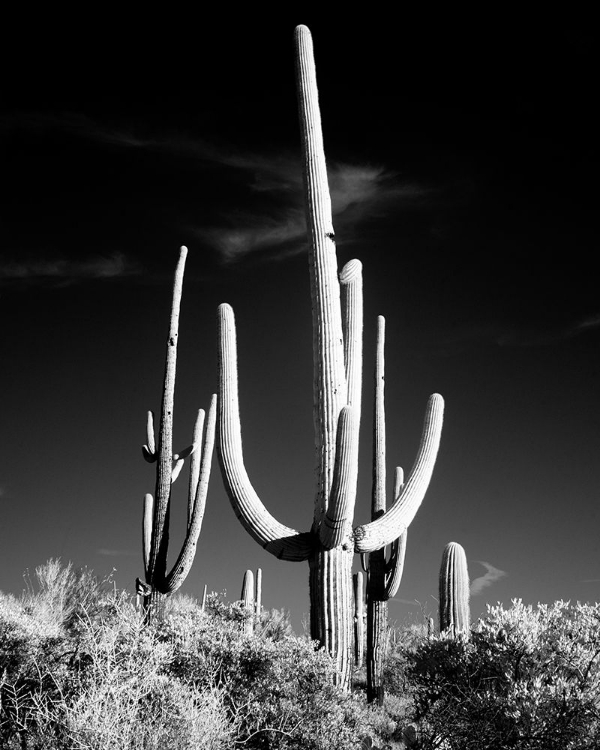 Picture of SAGUARO CACTUS NEAR TUCSON-ARIZONA