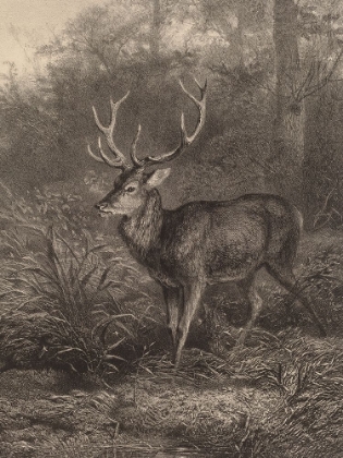 Picture of CERF DIX-CORS-TEN HORNED DEER