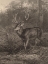 Picture of CERF DIX-CORS-TEN HORNED DEER