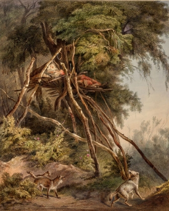 Picture of TOMBS OF ASSINIBOIN INDIANS ON TREES