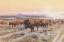 Picture of THE BISON TRAIL