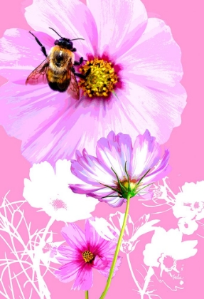 Picture of BEE ON COSMOS