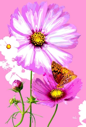 Picture of BUTTERFLY ON COSMOS