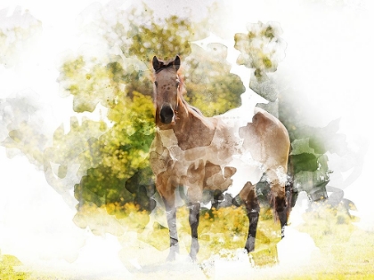 Picture of STALLION II