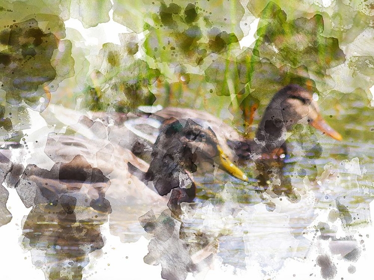 Picture of DUCKS IN FLOAT II