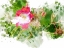 Picture of FLORAL IN BLOOM XIII