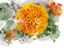 Picture of FLORAL IN BLOOM XIX