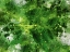 Picture of LARGE LEAVES
