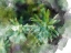 Picture of SUCCULENT LEAVES