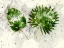 Picture of DOUBLE LEAF