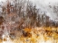 Picture of AUTUMN FOREST I