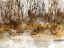 Picture of AUTUMN FOREST II