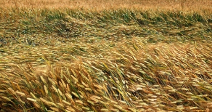 Picture of GOLDEN WHEAT FIELD