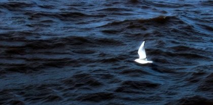 Picture of SEAGULL FLYING ON THE BLUE SEA