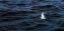 Picture of SEAGULL FLYING ON THE BLUE SEA