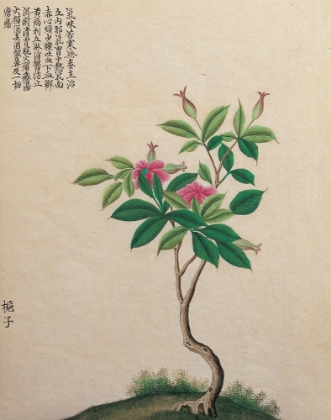 Picture of ORIENTAL BAMBOO