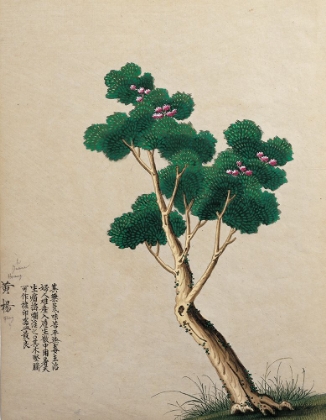 Picture of ORIENTAL TREE