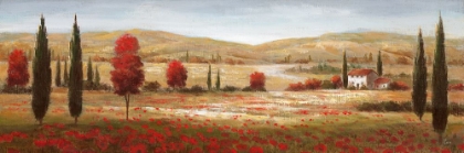 Picture of TUSCAN POPPIES I