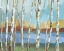 Picture of BIRCH STRAND