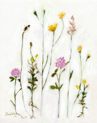 Picture of CHAMOMILE-CLOVER AND DANDELION