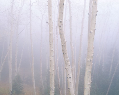 Picture of ASPENS IN THE FOG