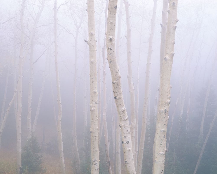 Picture of ASPENS IN THE FOG