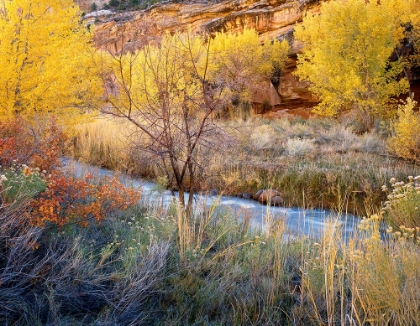 Picture of AUTUMN CHAOS ALONG THE FREMONT