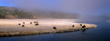 Picture of BISON ALONG THE FIREHOLE