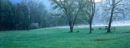 Picture of FOGGY MORNING AND DEER