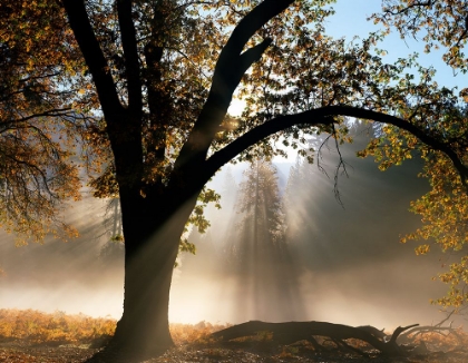 Picture of SUNRAYS THROUGH THE FOG