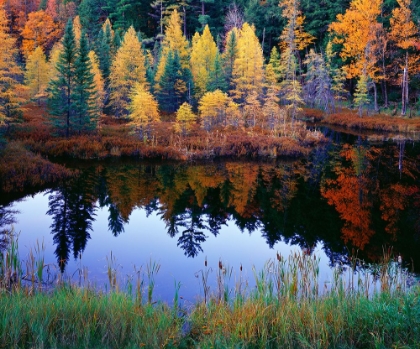 Picture of TAMARACK REFLECTIONS