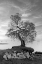 Picture of COASTAL OAK SERIES NO. 2
