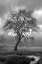 Picture of COASTAL OAK SERIES NO. 13