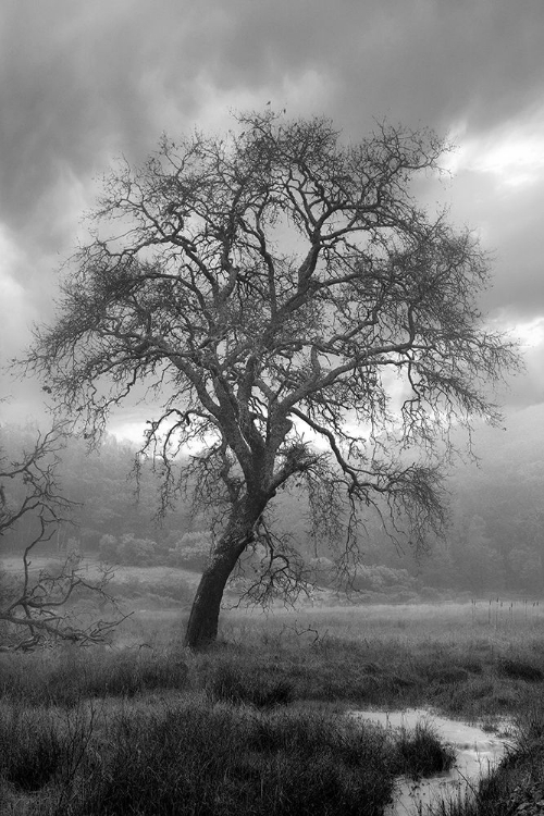 Picture of COASTAL OAK SERIES NO. 13