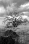 Picture of COASTAL OAK SERIES NO. 16