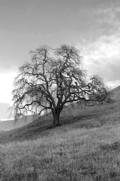 Picture of COASTAL OAK SERIES NO. 17