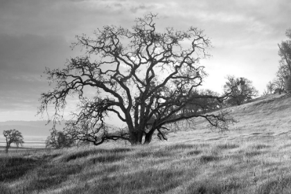 Picture of COASTAL OAK SERIES NO. 47