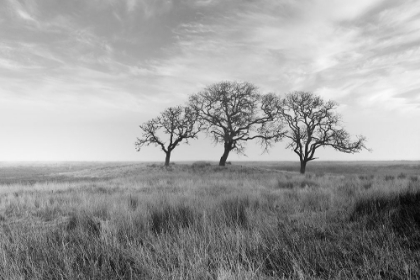 Picture of COASTAL OAK SERIES NO. 40