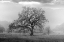 Picture of COASTAL OAK SERIES NO. 41
