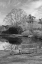 Picture of COASTAL OAK SERIES NO. 63