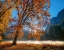 Picture of AUTUMN OAK SUNRISE AND FOG